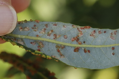 Aculus