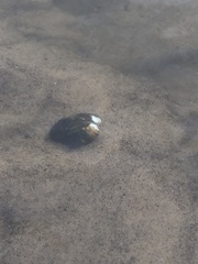 Unionidae