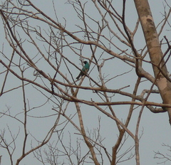 Tersina viridis
