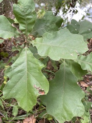 Quercus