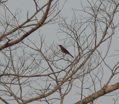 Turdus ignobilis