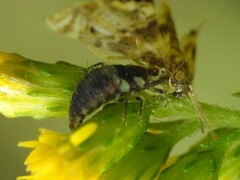 Chrysoperla rufilabris