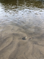 Unionidae