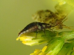 Chrysoperla rufilabris