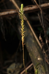 Microchilus familiaris