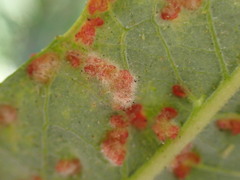 Aculus