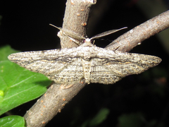 Iridopsis obliquaria