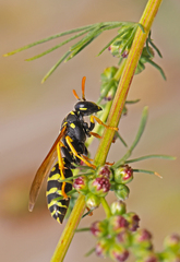 Polistes dominula