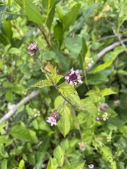 Lantana achyranthifolia