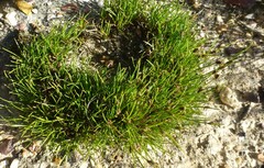 Ficinia overbergensis