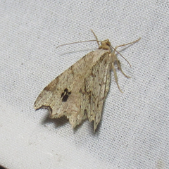 Macaria aemulataria