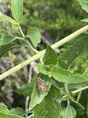 Parhelophilus divisus
