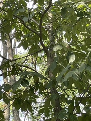 Carya laciniosa