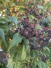 Sambucus nigra