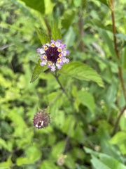 Lantana achyranthifolia