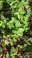 Lonicera periclymenum