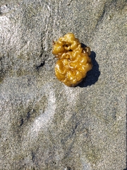 Leathesia marina