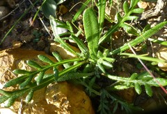 Gazania