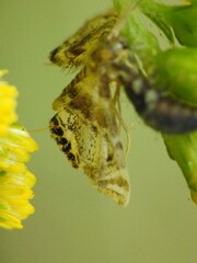 Petrophila fulicalis