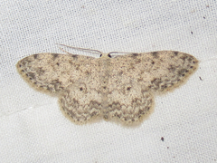 Scopula plantagenaria