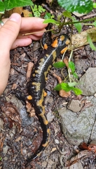 Salamandra salamandra