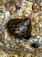 Phorcus turbinatus