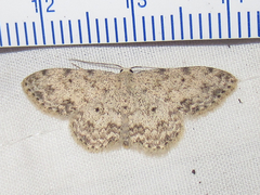 Scopula plantagenaria