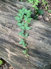 Parthenocissus quinquefolia