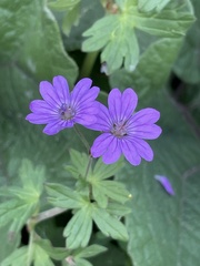 Geranium pyrenaicum