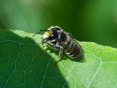 Megachile inermis