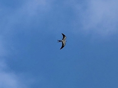 Elanoides forficatus