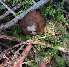 Pluteus