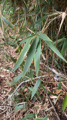 Bambusoideae