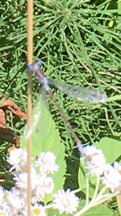Lestidae