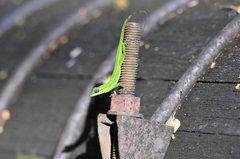Anolis trinitatis