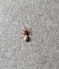 Dysdera crocata