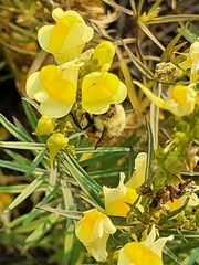 Bombus huntii