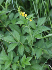 Agrimonia striata