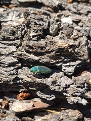 Buprestis adjecta