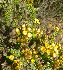 Oedera squarrosa