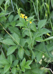 Agrimonia striata