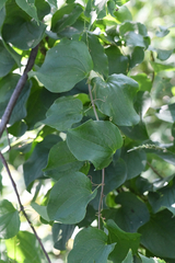 Smilax lasioneura