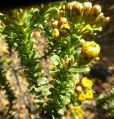 Oedera squarrosa
