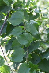Smilax lasioneura