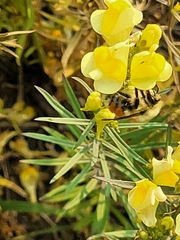 Bombus huntii