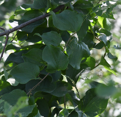 Smilax lasioneura