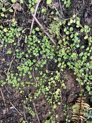 Lobelia angulata