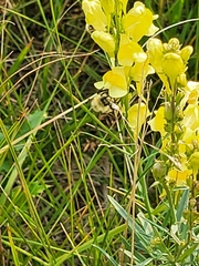 Bombus huntii