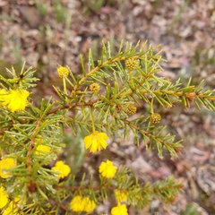 Acacia echinula