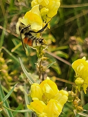 Bombus huntii